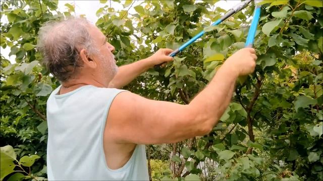 Для чего нужна обрезка АБРИКОСА летом? смотреть онлайн