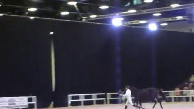 Парад пород на иппосфере 2018, Ганноверская смотреть онлайн