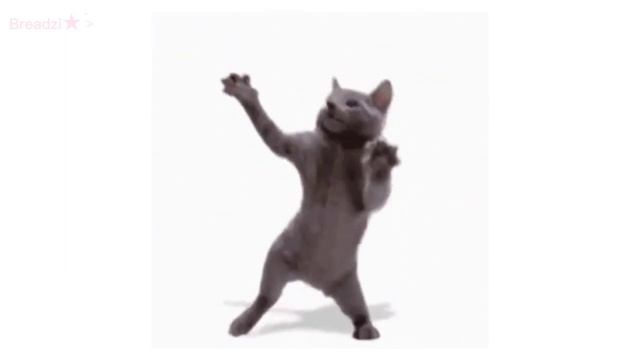 Meow Meow Meow Meow Meow