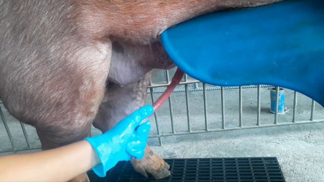 Semen collection/Processing смотреть онлайн
