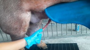 Semen collection/Processing