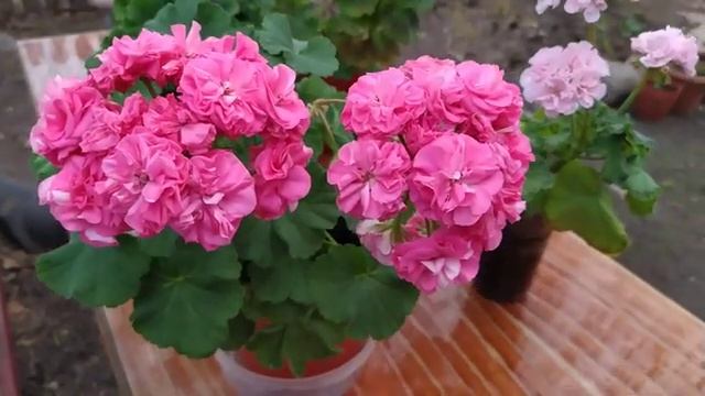 Пеларгония Ю- Грушенька смотреть онлайн