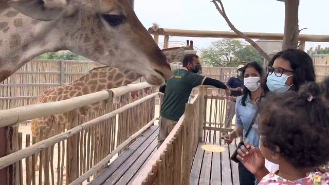 Feeding to Giraffe @Dubai safari park #dubai #dubaisafaripark #giraffe #animals #animalfeeding смотреть онлайн