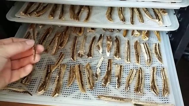 Вяленые бананы в дегидраторе Sedona