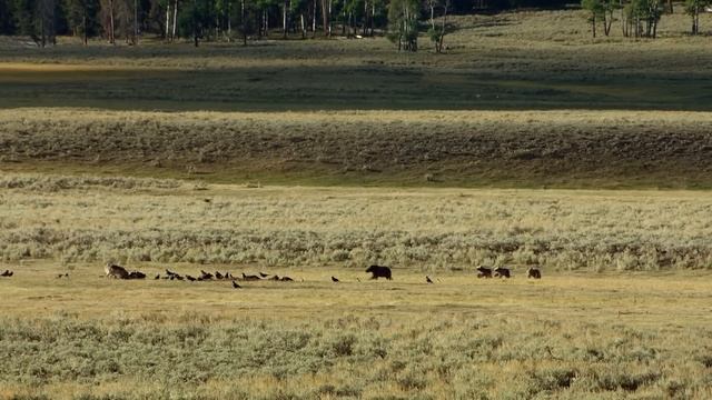 Yellowstone - The Breathtaking Beauty Of America's First National Park | Free Documentary Nature