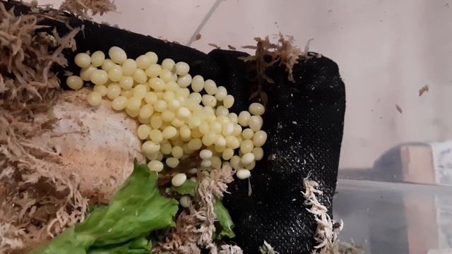 подскажите пожалуйста. Это моя улитка отложила яйца?