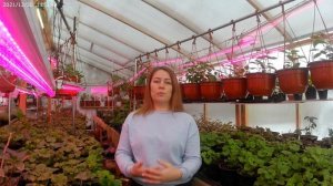 Конденсат в теплице,что делать?