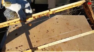 пчеловодство. плесневелые медовые рамки, что с ними делать?