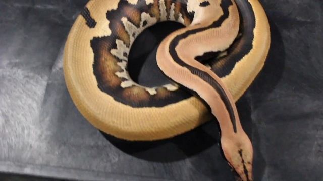 How I Set Up My Adult Female Blood Pythons! смотреть онлайн