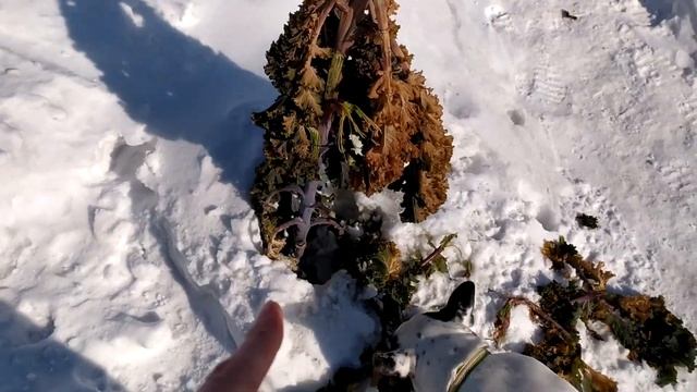 Капуста кале под снегом. смотреть онлайн