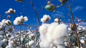 Выращивание хлопка в домашних условиях