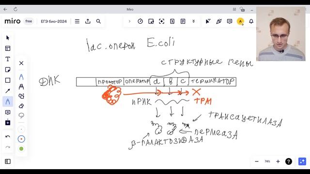 ЕГЭ БИОЛОГИЯ 2024 | Гипотеза Жакоба и Моно, оперон: структура и функционирование смотреть онлайн