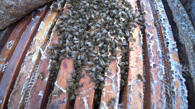 ЗИМОВКА ПЧЁЛ В УЛЬЯХ РУТА НА ВОЛЕ В СУРОВЫХ УСЛОВИЯХ УРАЛА. смотреть онлайн