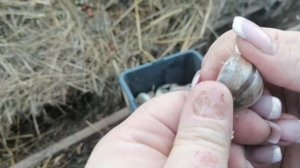 Можно Ли Сажать Прелый Чеснок И Чеснок Без Шкурки // С.Х.У