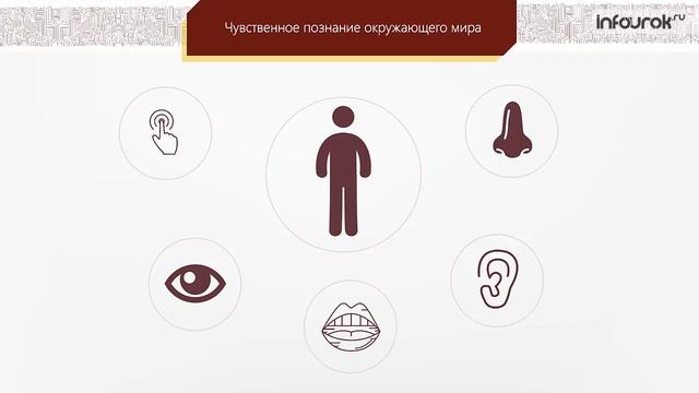 Как мы познаём окружающий мир Информатика 6 класс #8 Инфоурок смотреть онлайн