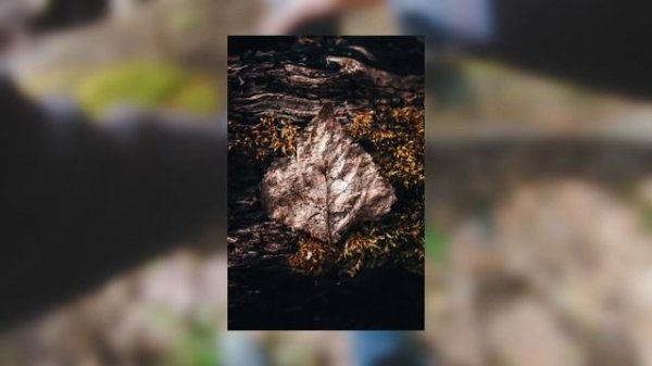 10 Creative Nature Photography Ideas | Simple Photo Ideas in 150 Seconds