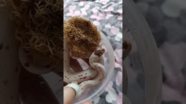 ? #рекомендации #змея #snake #рептилии #рептилия #reels #змеявруках #эублефар #королевскийпитон смотреть онлайн