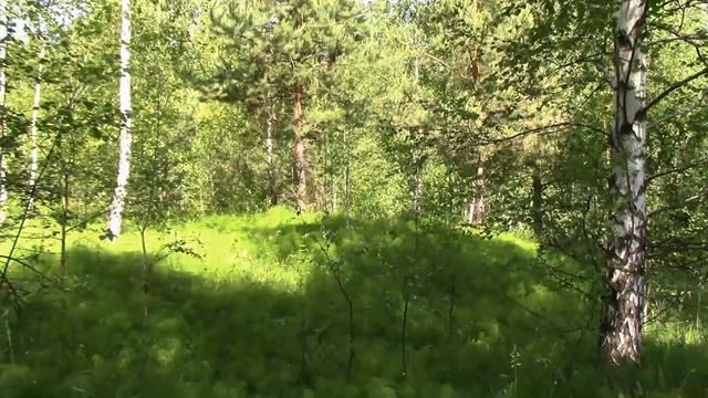 п г т ВАСИЛЬЕВО УТРЕННЕЙ ЛЕС ЖИВО ЗВУК ПРИРОДЫ 3 ИЮНЯ 2023 г смотреть онлайн