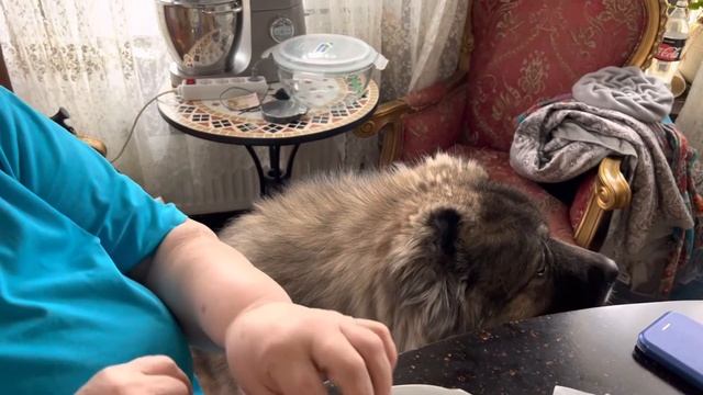 Последний блин -он вкусный самый #кавказскаяовчарка #Кузьма #Деревня #мир смотреть онлайн