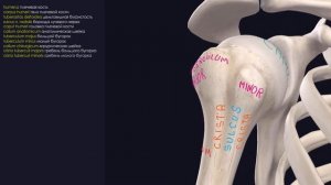 3D Анатомия Верхней Конечности - Остеология