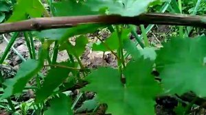 Виноград ЦИТРОННЫЙ МАГАРАЧА.