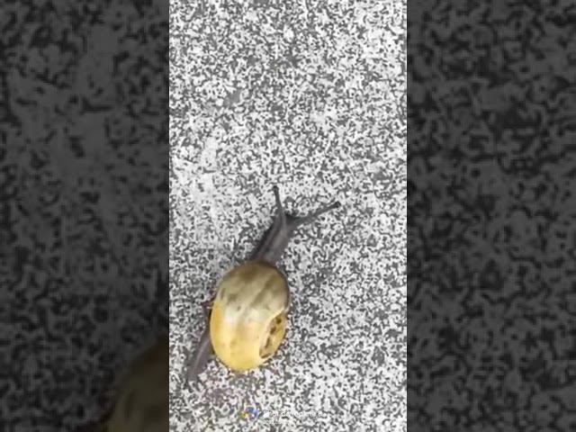 Садовая улитка. После зимовки смотреть онлайн