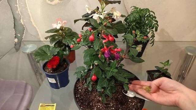 Фуксия после обрезки. смотреть онлайн
