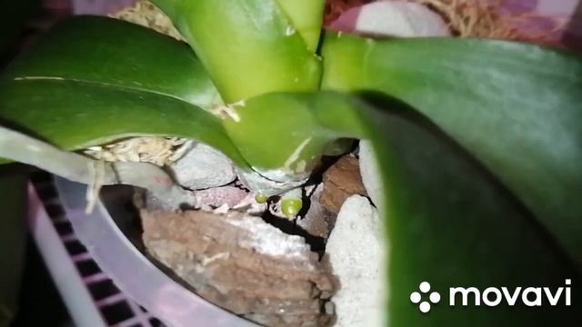 #Орхидея ФАНТОМ#Все таки он будет жить!!!! 14.11.20 смотреть онлайн