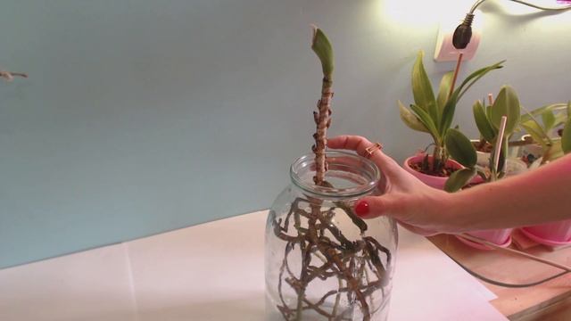 Как выходить Ванду без листьев и как она дала детку (размножение) Orchid Vanda смотреть онлайн