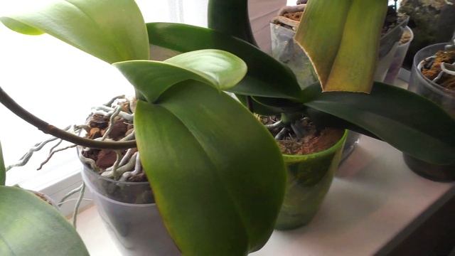 ОРХИДЕИ!  Путь к красоте! Ч.4.