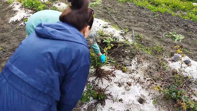 Результат от применения микоризы на ежевике через 11 месяцев после посадки. смотреть онлайн