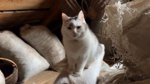 Экстремальные ПРЯТКИ! ЧЕЛЛЕНДЖ для КОТОВ А НУ КА ДАВАЙКА! КАМУФЛЯЖНЫЕ ПРЯТКИ с ЧИТАМИ от КОШКИ МУРК