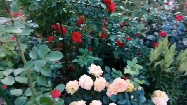 Роза пересорт из интернет магазина "Русский огород." смотреть онлайн