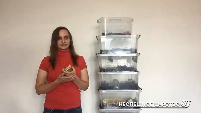 ДОБРО ПОЖАЛОВАТЬ! Все об УЛИТКАХ | Ахатины архахатины мегасы древесники смотреть онлайн