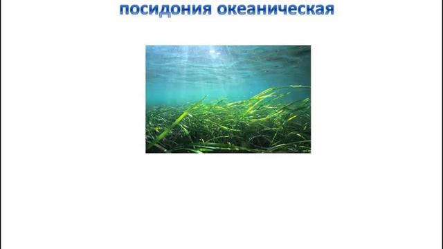 Самое большое растение - Сайт-игра Разумейкин смотреть онлайн