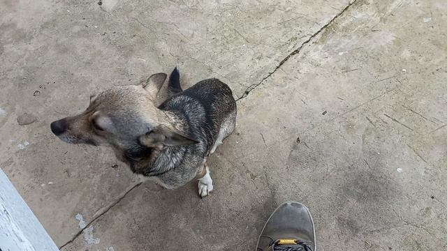 Мой самый верный друг / My most loyal friend смотреть онлайн