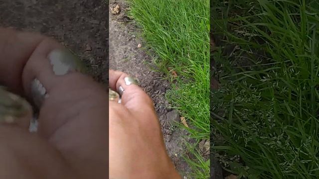 Археология московских улиц?Нашел белемнит (чëртов палец) на тропинке в Москве, СВАО, Свиблово 3.8.2