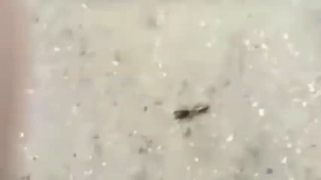 В МИРЕ ЖИВОТНЫХ "ПОЛУРАК" смотреть онлайн