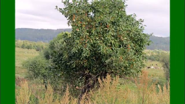 каракуль смотреть онлайн