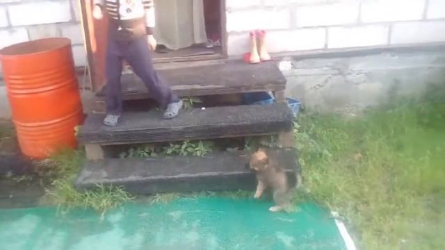 Собака Багира кусает своего хозяина смотреть онлайн