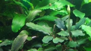 Я озвучил свое видео!!!Буцефаландры.Виды буцефаландр.Аквариум 45  Криптокарина Нури цветет!Оригинал