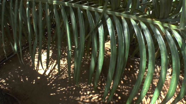 Cycas rumphii смотреть онлайн