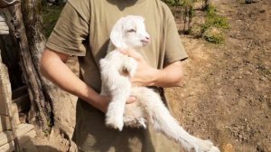 ДЕРЕВЕНСКАЯ ЖИЗНЬ В ГУРИИ (ГРУЗИЯ)