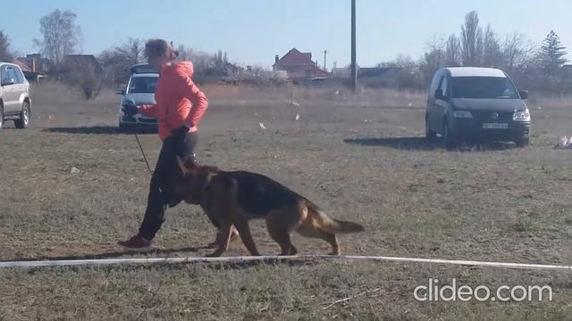 Правильно готовим собаку к выставке - это ринговека как правильно это делать Е Величенко и CICERO смотреть онлайн