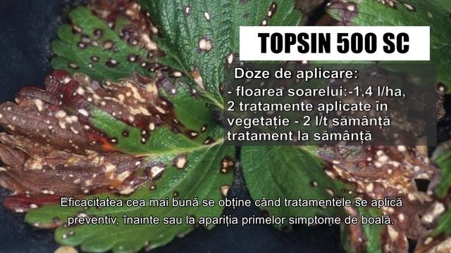 TOPSIN 500 SC, fungicid eficient si cu un spectru mare de actiune смотреть онлайн