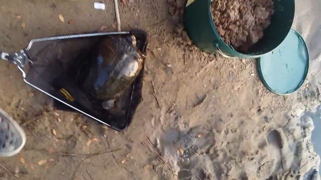 Поймали черепаху на удочку на опарыша!!?