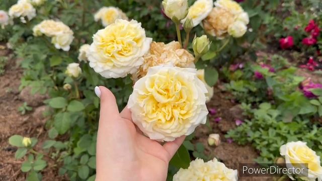 Обзор чайно-гибридной розы Вайт Эшли (White Ashley). Tantau Германия, 2017г. смотреть онлайн