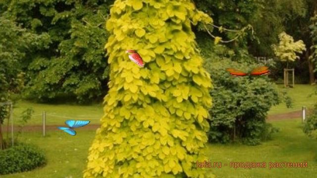 Хмель обыкновенный Ауреус (humulus Lupulus) ? хмель Ауреус обзор: как сажать саженцы хмеля Ауреус