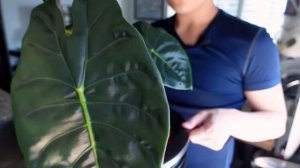 Plant Growth Update - Alocasia Golden Bone (2 Month Update)