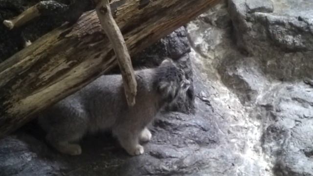 Pallas's Cat (Otocolobus Manul Or Felis Manul), Also Known As The Manul Part 2